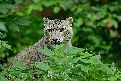 铠之巨人已加入《使命召唤战区》和《使命召唤先锋》